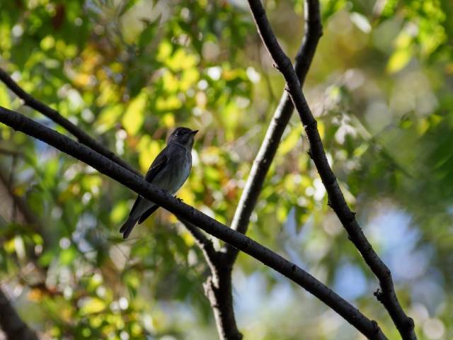soku_36208.jpg :: 動物 鳥 野鳥 自然の鳥 サメビタキ 