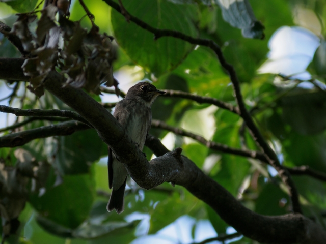 soku_36212.jpg :: 動物 鳥 野鳥 自然の鳥 サメビタキ 