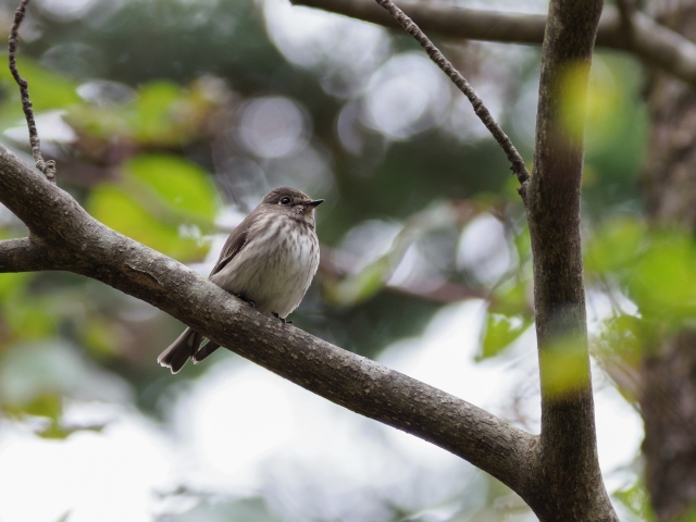 soku_36243.jpg :: 動物 鳥 野鳥 自然の鳥 エゾビタキ 