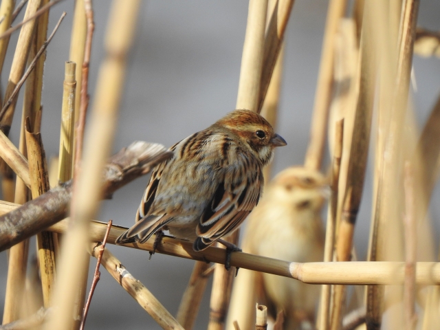 soku_36327.jpg :: 野鳥 ホオジロ科 オオジュリン 