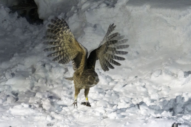 soku_36361.jpg :: 動物 鳥 猛禽類 捕食 