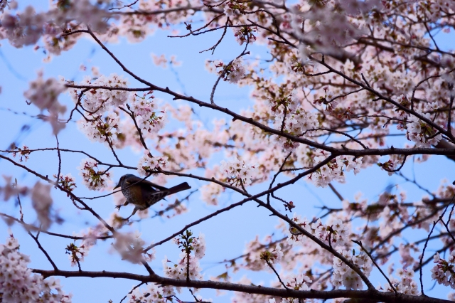 soku_36462.jpg :: 桜 動物 鳥 野鳥 自然の鳥  