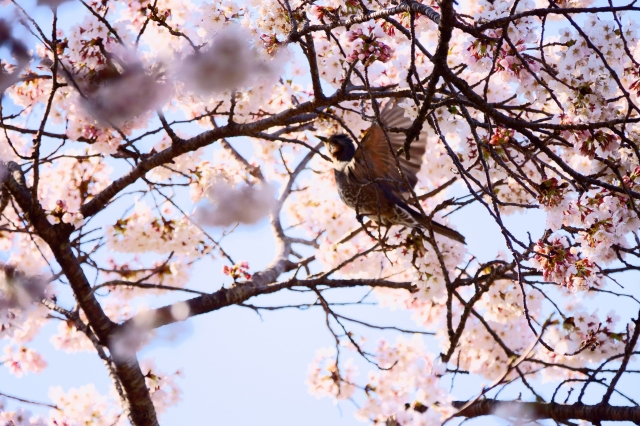 soku_36463.jpg :: 桜 動物 鳥 野鳥 自然の鳥  