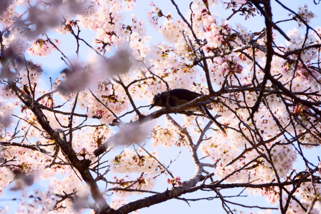 soku_36464.jpg :: 桜 動物 鳥 野鳥 自然の鳥  