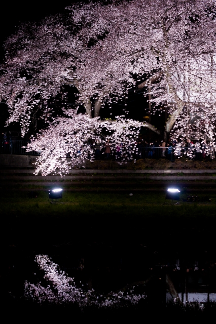 soku_36523.jpg :: 夜桜 水鏡 野川 