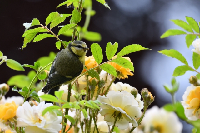 soku_36571.jpg :: 動物 鳥 野鳥 自然の鳥 アオガラ 