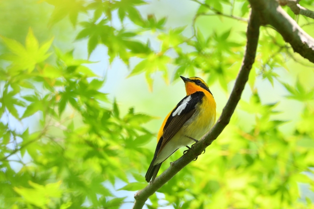 soku_36703.jpg :: 動物 鳥 野鳥 自然の鳥 キビタキ 