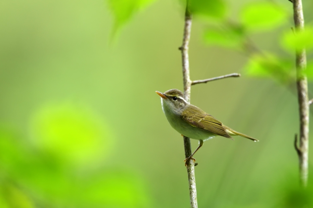 soku_36764.jpg :: 動物 鳥 野鳥 自然の鳥 センダイムシクイ 