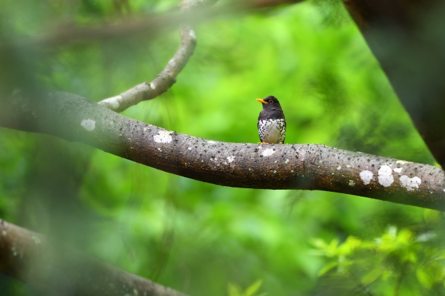 soku_36767.jpg :: 動物 鳥 野鳥 自然の鳥 クロツグミ 