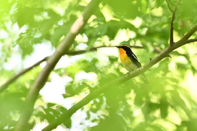 soku_36810.jpg :: 動物 鳥 野鳥 自然の鳥 キビタキ 
