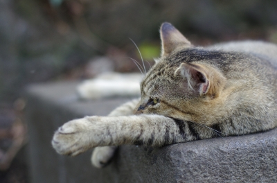 soku_02048.jpg :: 動物 哺乳類 猫 ネコ 