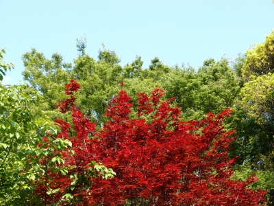soku_02155.jpg :: 自然 風景 樹木 紅葉 もみじ XZ.1 