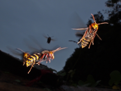 soku_02224.jpg :: スズメバチ 飛翔 動物 昆虫 