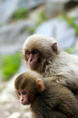 soku_02269.jpg :: 動物 哺乳類 猿 兄弟 