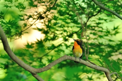 soku_02305.jpg :: 動物 鳥類 キビタキ 
