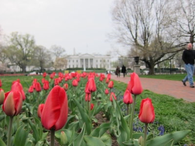 soku_02352.jpg :: 植物 花 チューリップ アメリカ ホワイトハウス 