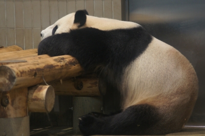 soku_02408.jpg :: 動物 哺乳類 パンダ 上野動物園 