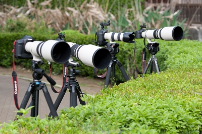 soku_02510.jpg :: 鳥 撮影 キャノン 高倍率レンズ EF300mm F2.8L 