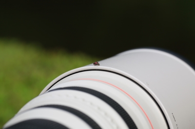 soku_02511.jpg :: カメラレンズ レンズ キャノン 動物 昆虫 てんとう虫 