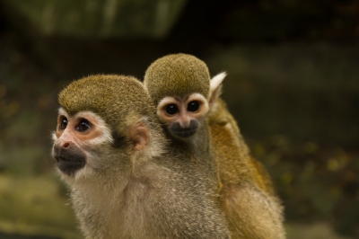 soku_02555.jpg :: 動物 哺乳類 動物園 猿 サル 親子 