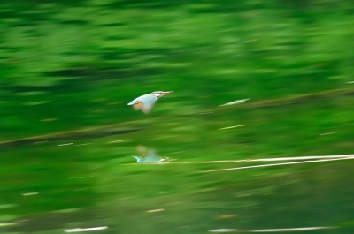 soku_02607.jpg :: 動物 鳥類 川蝉 カワセミ 流し撮り 