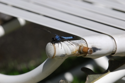 soku_02612.jpg :: 動物 昆虫 蜻蛉 トンボ 