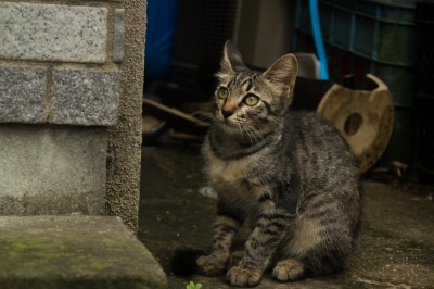 soku_02635.jpg :: 動物 哺乳類 猫 ネコ 