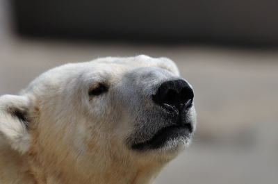 soku_02713.jpg :: 動物 哺乳類 白熊 しろくま 