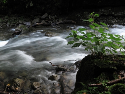 soku_02728.jpg :: PowerShotS95 自然 風景 川 河川 水分 西沢渓谷 