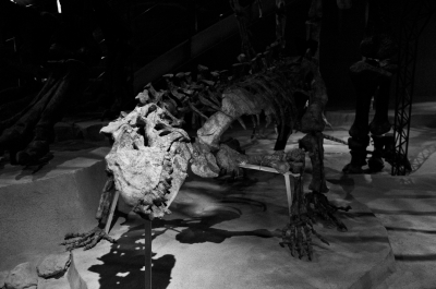 soku_02753.jpg :: 恐竜 骨格標本 モノクロ 