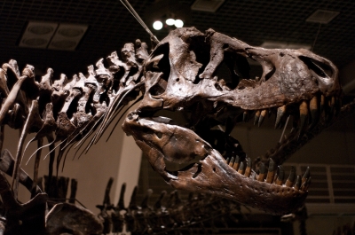soku_02754.jpg :: 恐竜 骨格標本 ティラノサウルス 