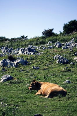 soku_02976.jpg :: 自然 風景 動物 哺乳類 牛 