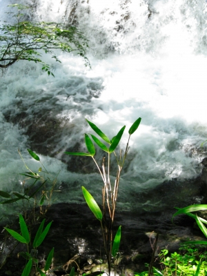 soku_03121.jpg :: PowerShotS95 自然 風景 川 河川 水分 西沢渓谷 