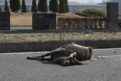 soku_03229.jpg :: 動物 哺乳類 鹿 シカ 交通事故 