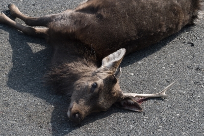 soku_03230.jpg :: 動物 哺乳類 鹿 シカ 交通事故 