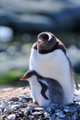soku_03250.jpg :: 動物 哺乳類 ペンギン 
