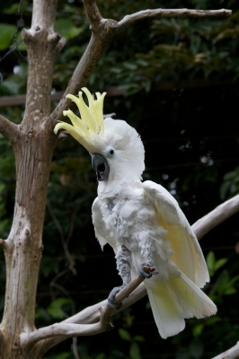 soku_03269.jpg :: 上野動物園 インコ 動物 鳥類 