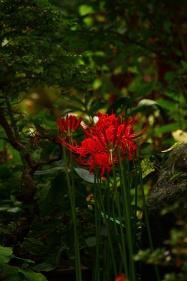 soku_03362.jpg :: 植物 花 彼岸花 ヒガンバナ 