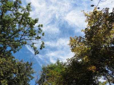 soku_03457.jpg :: PowerShotS95 風景 自然 空 雲 葉 緑 八丁湖公園 