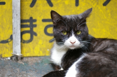 soku_03509.jpg :: 動物 哺乳類 猫 ネコ 