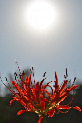 soku_03606.jpg :: 植物 花 ヒガンバナ 彼岸花 太陽 逆光 