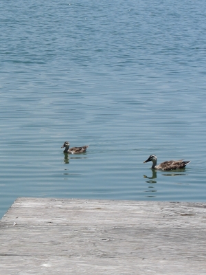 soku_03655.jpg :: PowerShotS95 自然 風景 湖 水分 鳥 カモ 諏訪湖 