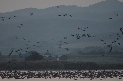 soku_03682.jpg :: 動物 鳥類 マガン 自然 風景 湖 池 沼 