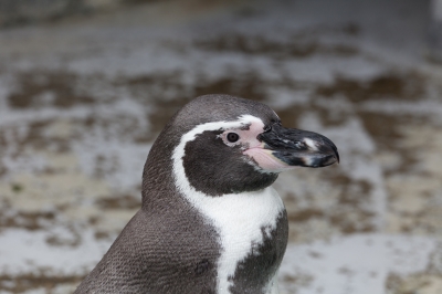 soku_03891.jpg :: 動物 鳥類 フンボルトペンギン 