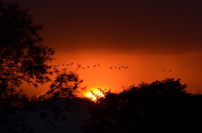 soku_04003.jpg :: 動物 鳥類 マガン 自然 風景 夕日 夕焼け 日没 