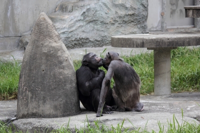 soku_04004.jpg :: 動物 哺乳類 チンパンジー 