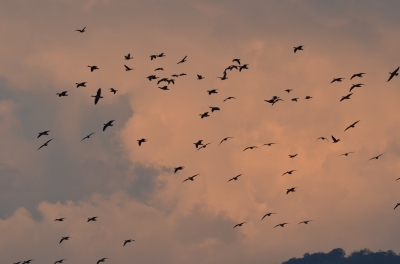 soku_04026.jpg :: 動物 鳥類 マガン 自然 風景 夕焼け 日没 雲 空 
