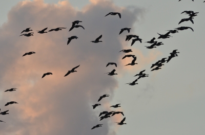 soku_04027.jpg :: 動物 鳥類 マガン 自然 風景 夕焼け 日没 雲 空 