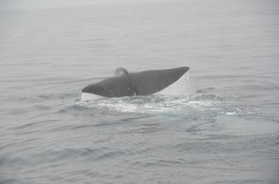 soku_04051.jpg :: 動物 哺乳類 鯨 クジラ 