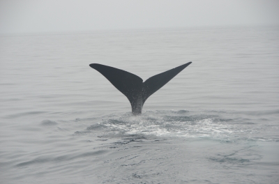 soku_04052.jpg :: 動物 哺乳類 鯨 クジラ 
